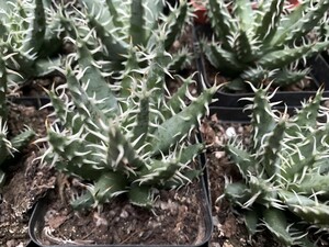  erina care Aloe erinacea rare aloe . stock 