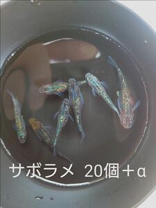 【サボラメ】有精卵20個＋α