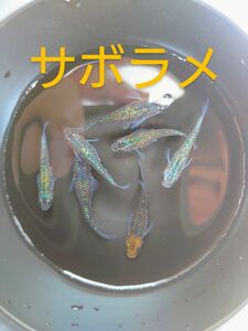 値引き中【サボラメ】めだか　有精卵50個＋α