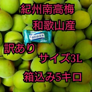 和歌山産　紀州南高梅 サイズ3L　訳あり 箱込み5キロ　