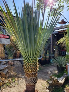 ユッカ ロストラータ　 Yucca rostrata　【検索】 ユッカ　ドライガーデン　Yucca　ロストラータ