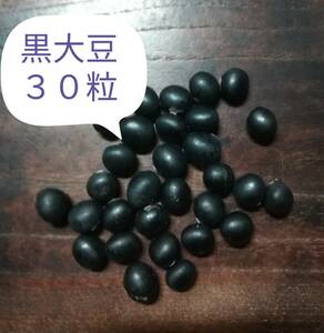 【　黒大豆　黒豆　黒ダイズ　30粒　】　晩生　枝豆も美味　/　自然栽培　自然農法　在来種　昨季 自家採種　送料73円