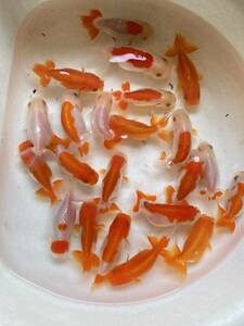  free shipping!!1 pcs sale * average Uno group golgfish Akira 2 -years old approximately 6cm rom and rear (before and after) * addition & including in a package possibility 
