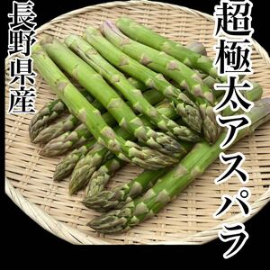 長野県産　超極太アスパラ　箱込み約600g 6本から10本入り　