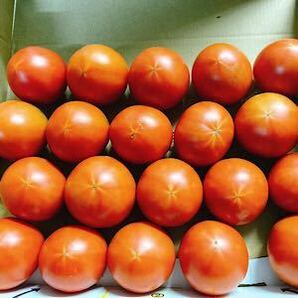 高知県産 夜須のフルーツトマト 12玉から20玉前後 コンパクトボックス送料無料の画像4