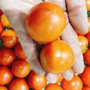 高知県産 夜須のフルーツトマト 12玉から20玉前後 コンパクトボックス送料無料の画像6