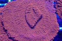 No.12 Grafted montipora ultra frag|SPS ハードコーラル　アクアスタイルユー サンゴ 通販 販売 ASY_画像2