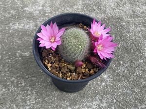 花サボテン　レブチア　Rebutia sp Lara&Aguilar