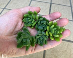 多肉植物　春萌　5カット苗