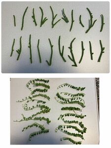 多肉植物　若緑とピーチネックレス　20本ずつ