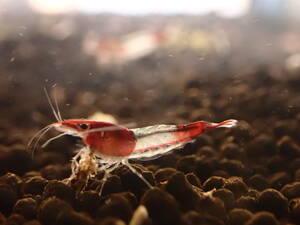  red ru Lee shrimp 15 pcs prompt decision +α attaching # bee shrimp Cherry shrimp organism Citrus Caridea