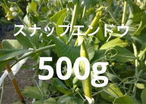 スナップエンドウ　500グラム 農薬不使用　サヤエンドウ　そら豆