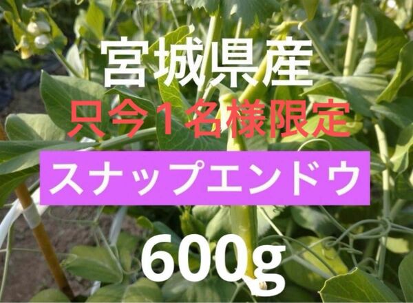 スナップエンドウ　600g 農薬不使用　サヤエンドウ　野菜　只今1名様限定