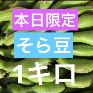 そら豆　1キロ　無農薬　豆　野菜