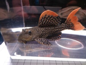 オレンジフィンレオパードトリムプレコ ローライマ産 L600 1匹 18〜19cm 熱帯魚　生体