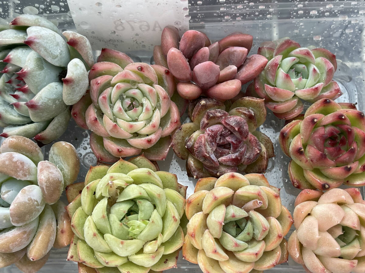 即決価格!!多肉植物 5枚目紅葉写真あり ウォータードロップ韓国苗 美苗 農園直売 観葉植物 221 2 即決価格!!多肉植物 5枚目紅葉写真あり ウォータードロップ韓国苗 美苗 農園直売 観葉植物 221 2