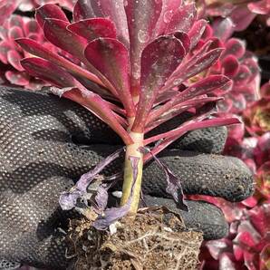 Z108 多肉植物 エケベリアメデューサ超美苗 サボテン 観葉植物 花 園芸 レア種 土と根付きでの画像3