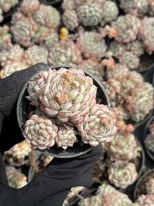 10株Z105多肉植物 エケベリア　小紅船超美苗 サボテン 観葉植物 花 園芸　レア種 土と根付きで