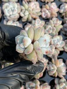 20株　X29　多肉植物 エケベリア星の影超美苗 サボテン 観葉植物 花 園芸　レア種 土と根付きで