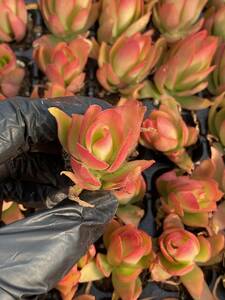 20株　X41　多肉植物 エケベリア火祭り超美苗 サボテン 観葉植物 花 園芸　レア種 土と根付きで