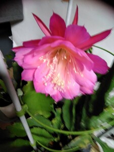A2くじゃくサボテン切り苗2本1000円花はピンク色5月10日咲きました