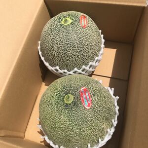 . after green melon! production person direct sale! Kagoshima production 
