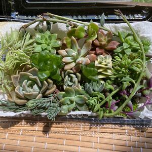 多肉植物 カット苗 ちまちま寄せに ハオルチア入り