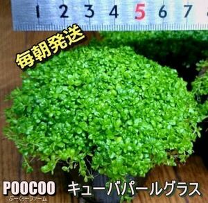 [ каждый утро отправка ] кий ba pearl-grass (6cm pot, водоросли, передний .., нет пестициды, Sune -ru нет ) No1610