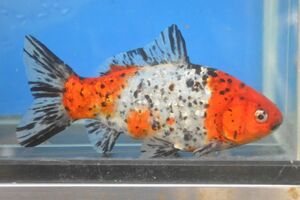 ★★隼人錦　フナ尾（３歳）１９．５ｃｍ　３番　巻木養魚場！！