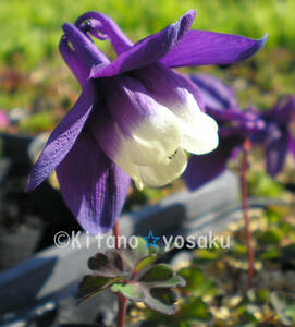  thousand island lapis lazuli ..(chisima*ruli columbine /a over na)* gold way ge.3 size (9.0cm poly- pot cultivation )* blooming time 5 month ~