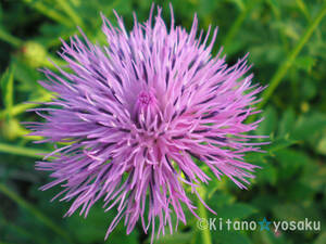  tongue na. Tamura .(hime* Tamura saw )* rose .3 size poly- pot cultivation blooming time 7 month ~