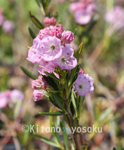 アラスカ姫石楠花（ヒメ・シャクナゲ）◇ツツジ科　３寸ポリポット栽培　花芽付き_画像1