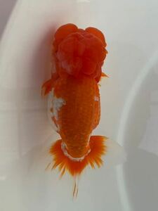 [...] excellent system golgfish opening four -years old approximately 15 centimeter [ animation equipped ] male * kind,.. for 