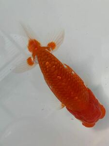 [...] excellent system golgfish ni -years old approximately 13.5 centimeter four . tail M-1 kind .. for 