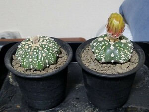 人気種 サボテン アストロフィツム スーパー兜 実生 2鉢/珍奇植物 綴化 斑入り 多肉植物 サボテン 塊根植物 コーデックス アガベ チタノタ