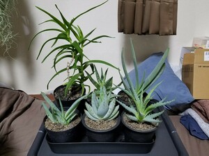 希少種 レア!! 人気 アロエ 6鉢/ユーフォルビア 綴化 多肉植物 サボテン 塊根植物 コーデックス アガベ チタノタ ドルステニア エケベリア