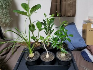 人気希少種 珍奇植物 6鉢/ユーフォルビア 綴化 石化 多肉植物 サボテン 塊根植物 コーデックス アガベ チタノタ ドルステニア エケベリア