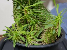 人気種!! ユーフォルビア 蘇鉄麒麟 パイナップルコーン 中鉢 群生/綴化 多肉植物 サボテン 塊根植物 アガベ ドルステニア パキポディウム_画像7