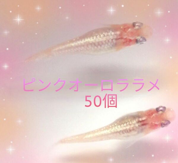 メダカ　ピンクオーロララメ　＋α含め50個