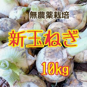 新玉ねぎ 新鮮 採りたて 無農薬栽培 10kg