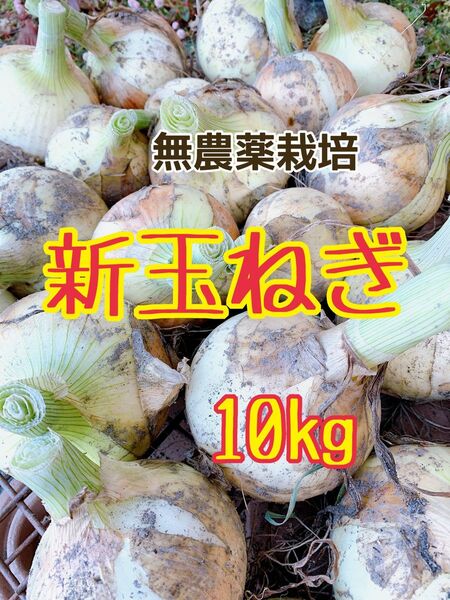 新玉ねぎ 新鮮 採りたて 無農薬栽培 10kg