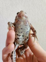 アズマヒキガエル ヒキガエル 蛙 カエル かえる 蟇蛙 ひきがえる 約6センチ 性別不明 腕オレンジ少し強め_画像5