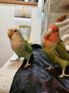 コザクラインコ 種卵 食用可 食用卵 シーグリーン インコ 小桜インコ ノーマル 1個