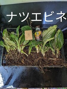 ナツエビネ6株10芽