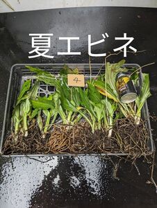 ナツエビネ　12株　14芽