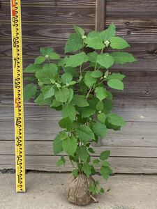 現品発送　アナベル　蕾つき　白花　紫陽花　地植え　鉢植えにも