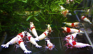 [ Mothra only 5 pair ] Red Bee Shrimp Mothra * male 5 female 5 total 10 pcs * beautiful individual * immediately . possibility /1.5 centimeter rom and rear (before and after) Random select!!{ peace .}