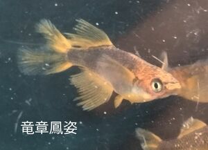 竜章鳳姿　メダカ　卵15個＋α