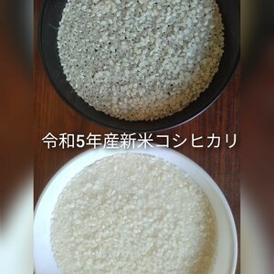  Ibaraki prefecture production Koshihikari white rice 20 kilo ( small amount . un- possible )