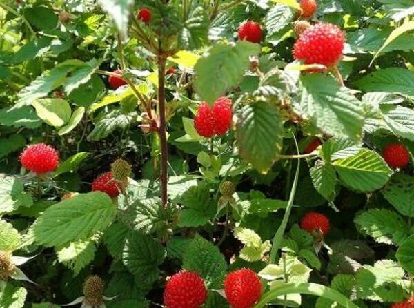 いちご 苗 5株 木いちご 木苺 ラズベリー 家庭菜園